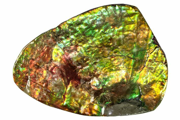 Flashy Ammolite (Fossil Ammonite Shell) - Alberta, Canada #264849